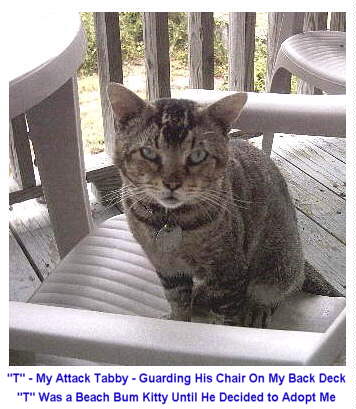 Dont Dare Mess With T ... The Attack Tabby and Former Beach Bum