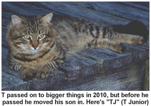 TJ moved in as a little kitten ... now he has taken over from T as the  boss tom of the beach